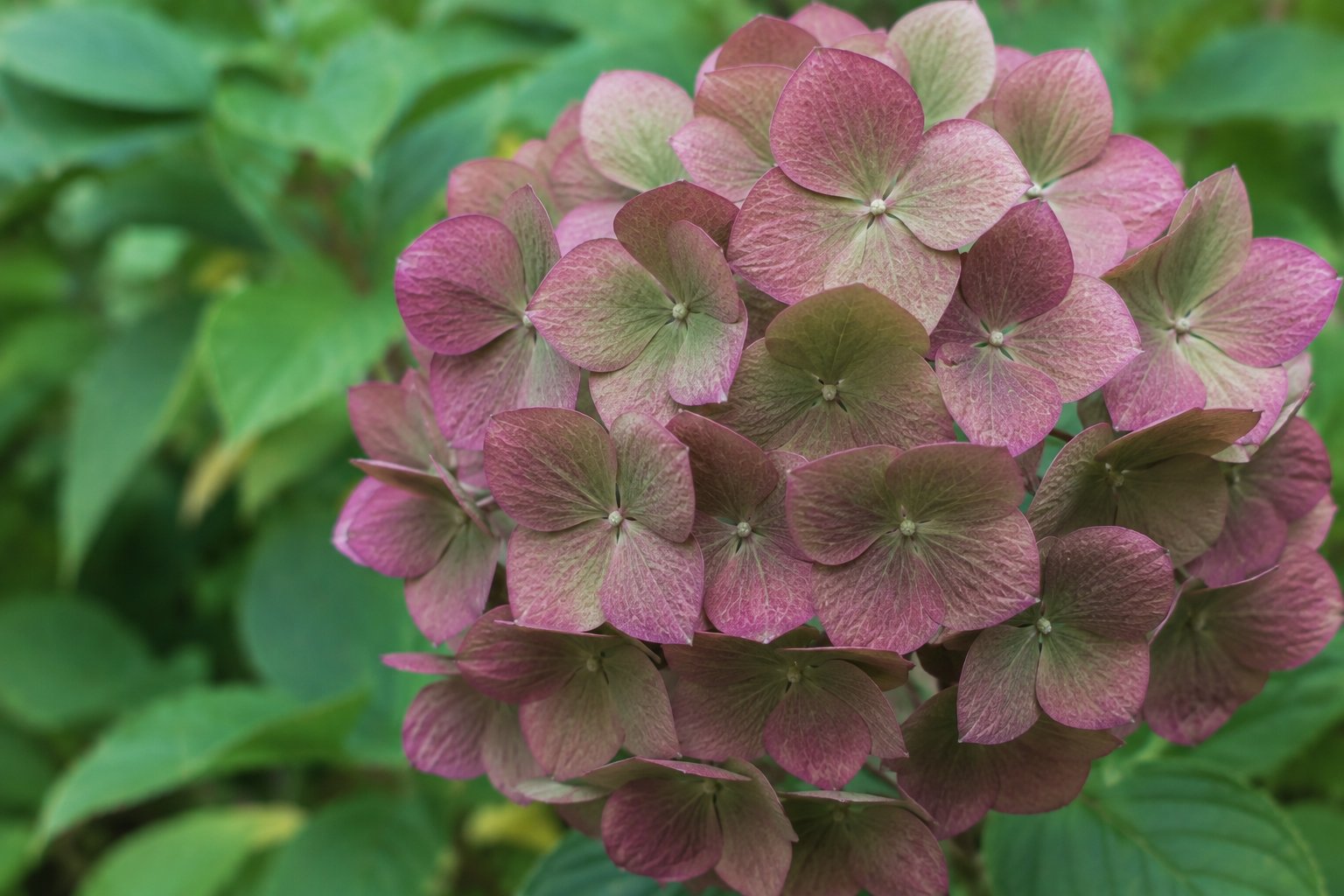 Gros plan sur une inflorescence d'hortensia boule en octobre, encore sur l'arbuste : tous les sépales sont intacts et fermes, et leur couleur est passée du rose vif à un dégradé de vert antique, de rose poudré et de bordeaux, sur une surface mate où les nervures ressortent