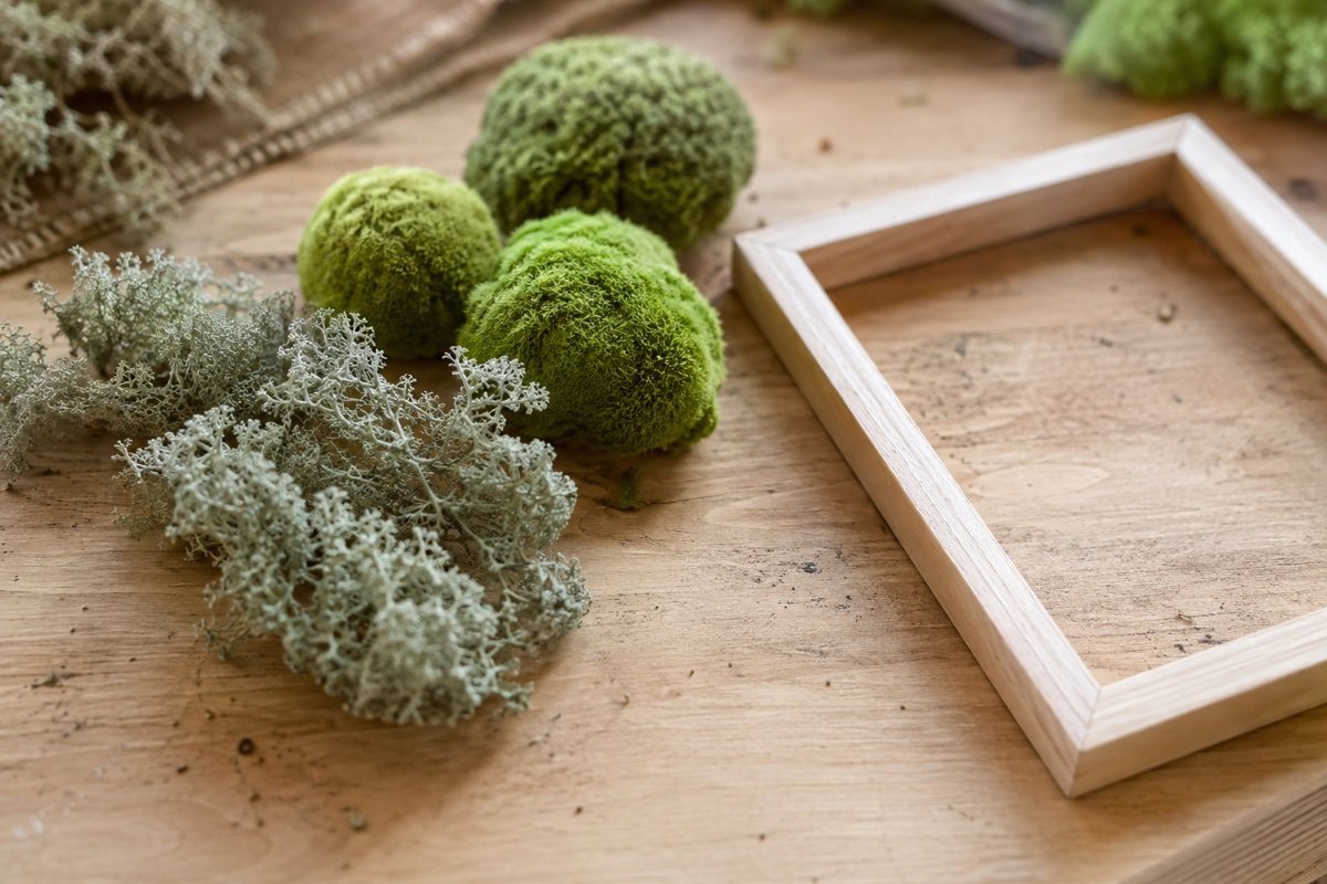 Touffes de lichen des rennes gris et coussins de mousse boule verte posés sur un établi en bois, à côté d'un cadre de bois clair vide