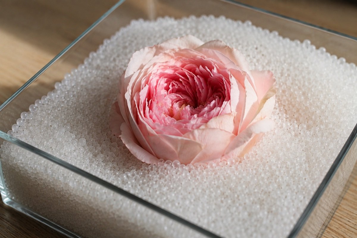 Une rose rose pâle à demi enfouie dans un lit de billes de gel de silice blanches, dans une boîte en verre posée sur une table en bois