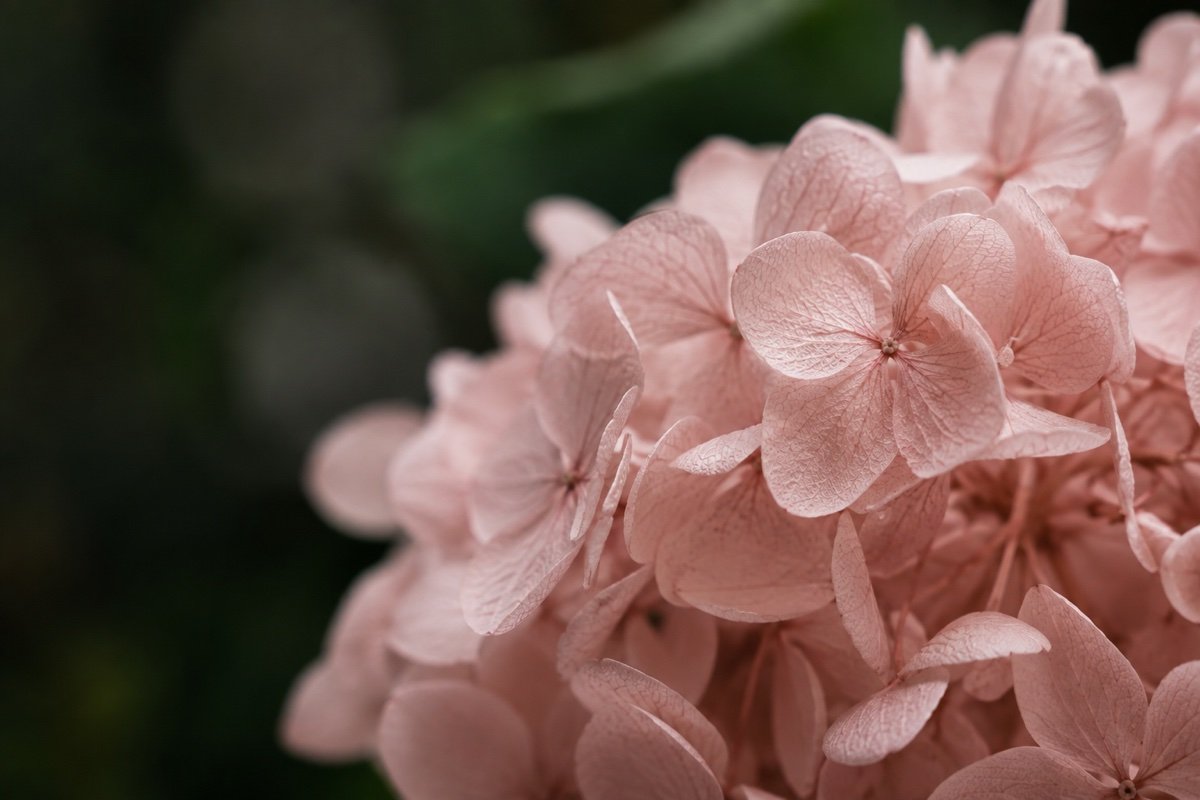 Macro d'un hortensia stabilisé rose poudré, pétales souples, fond vert sombre flou