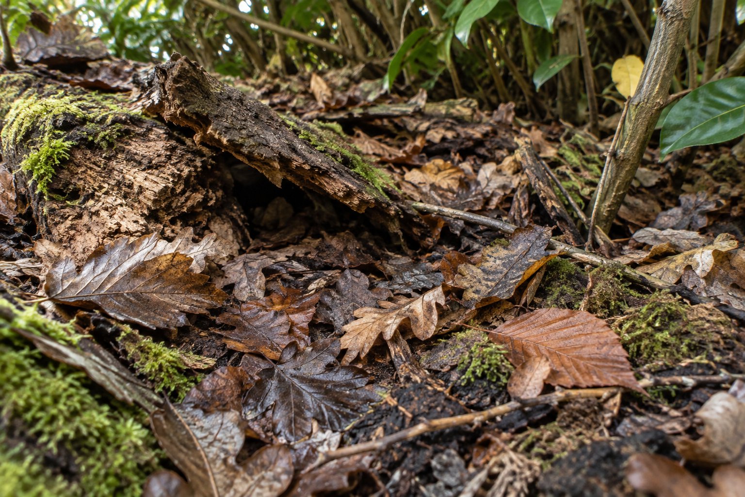 Des feuilles mortes humides, de la mousse et une écorce décomposée sous une haie