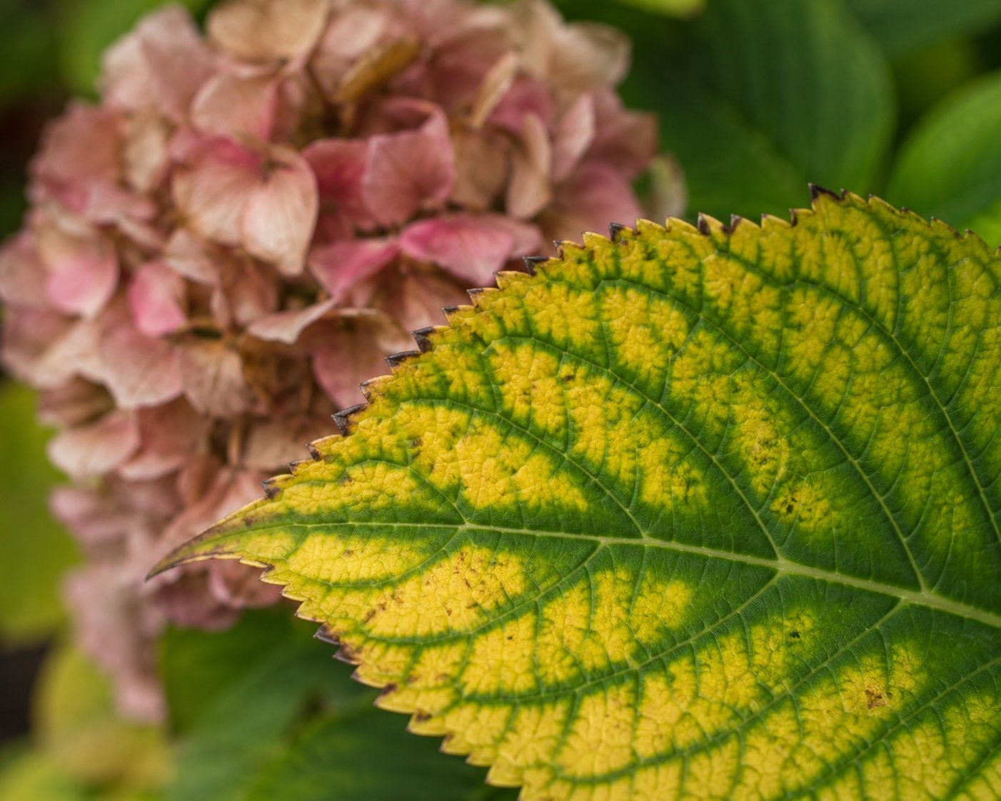 Hortensia malade, le diagnostic par les feuilles et les fleurs
