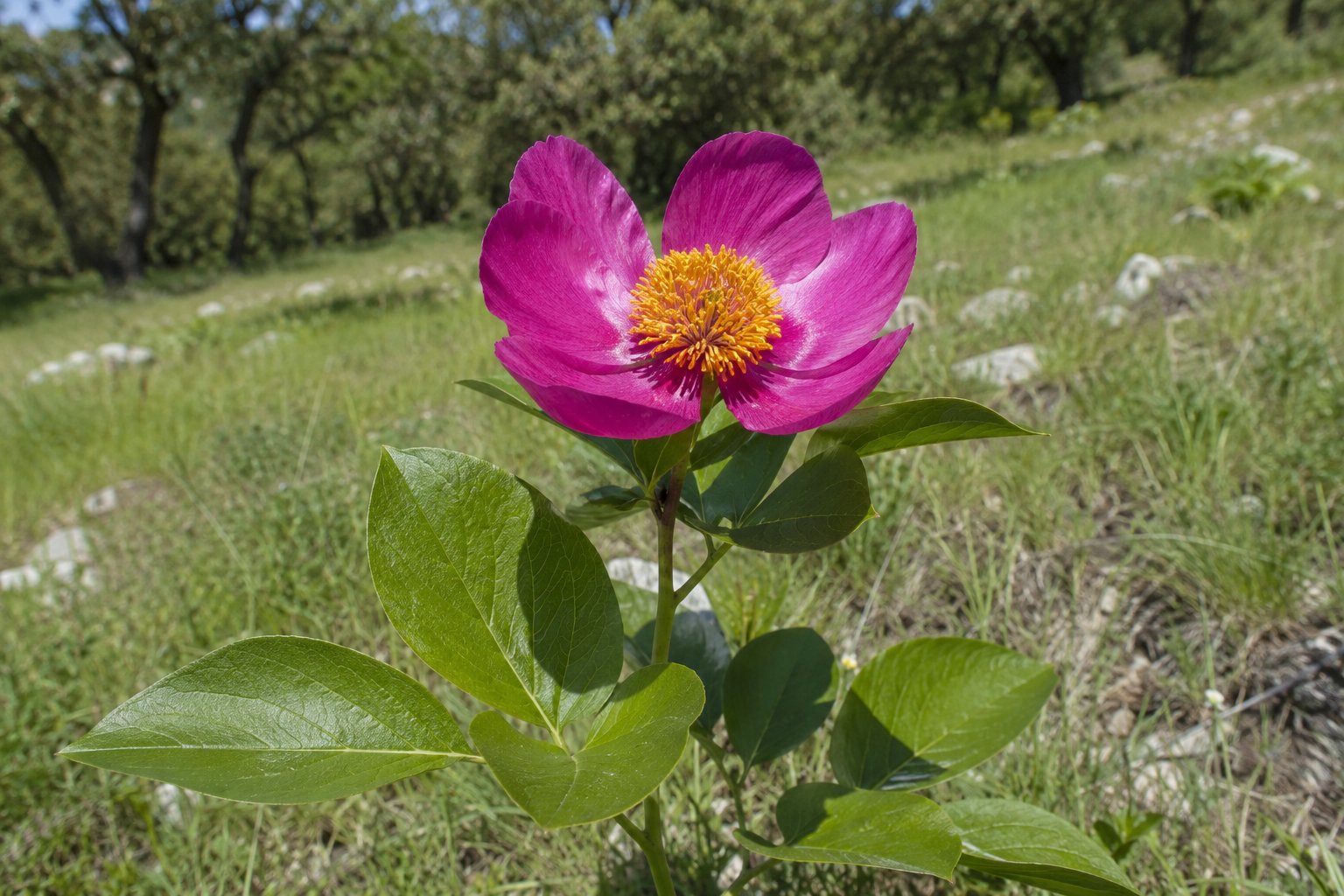 Pivoine sauvage, la fleur de mai qu&rsquo;on ne cueille jamais